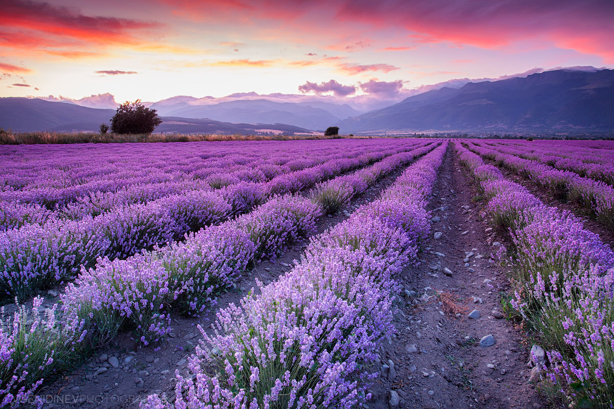 Violet Garden by Evgeni Dinev - Photo 73459611 / 500px