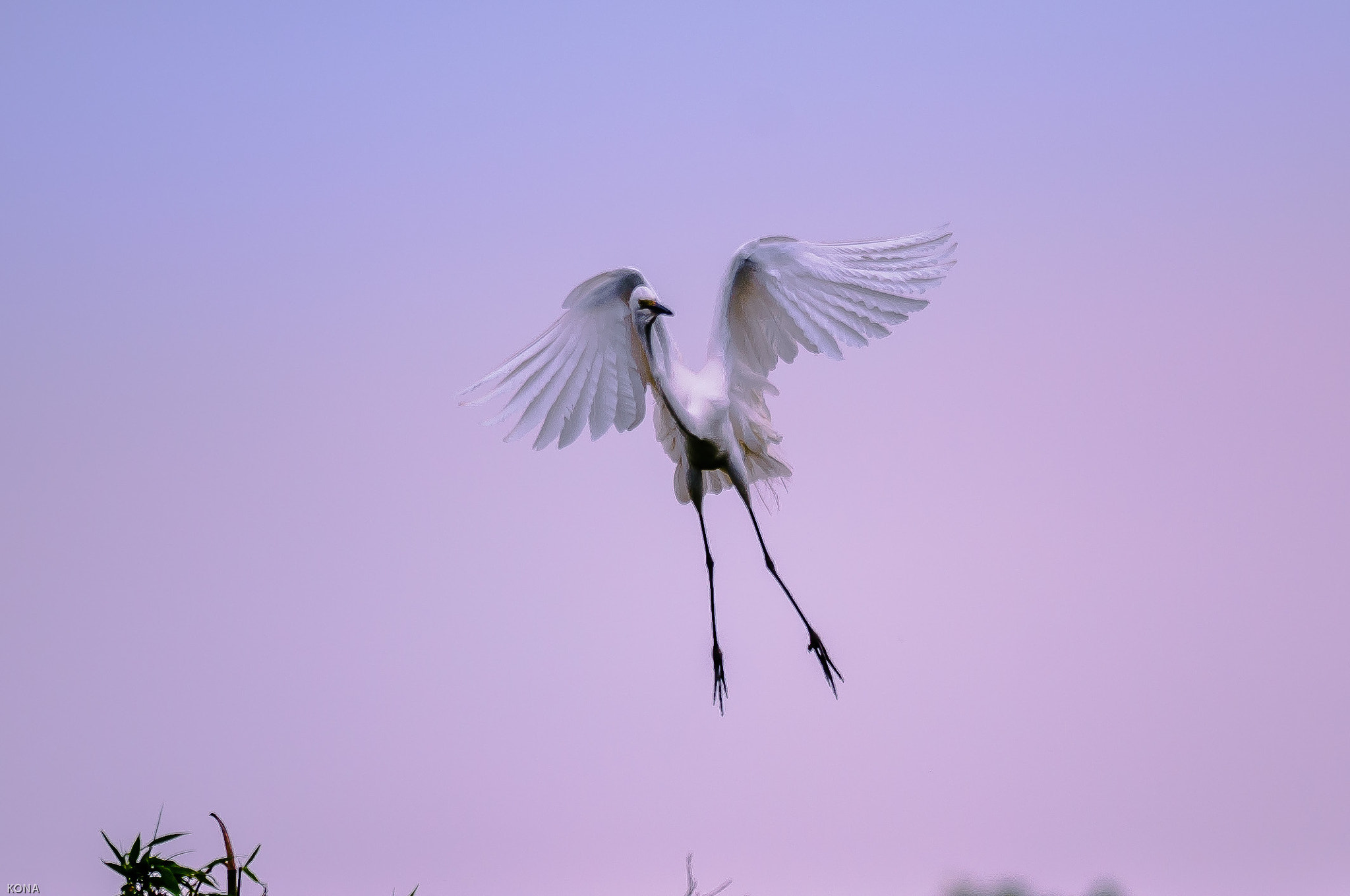 Nikon AF-S Nikkor 400mm F2.8G ED VR II sample photo. Sagi photography