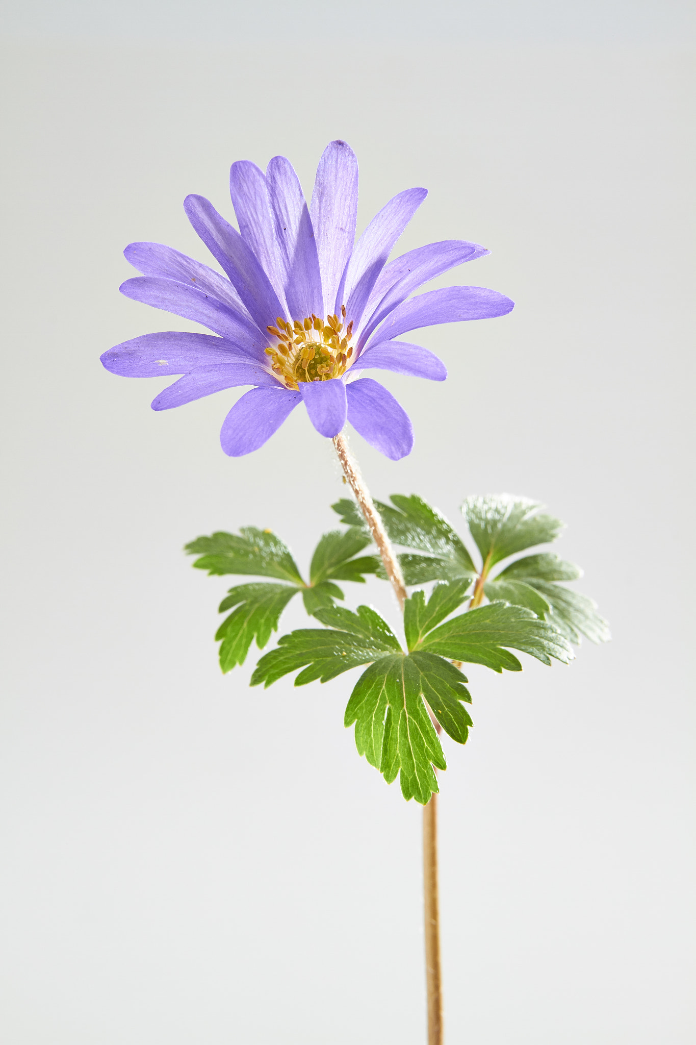 Anemone blanda