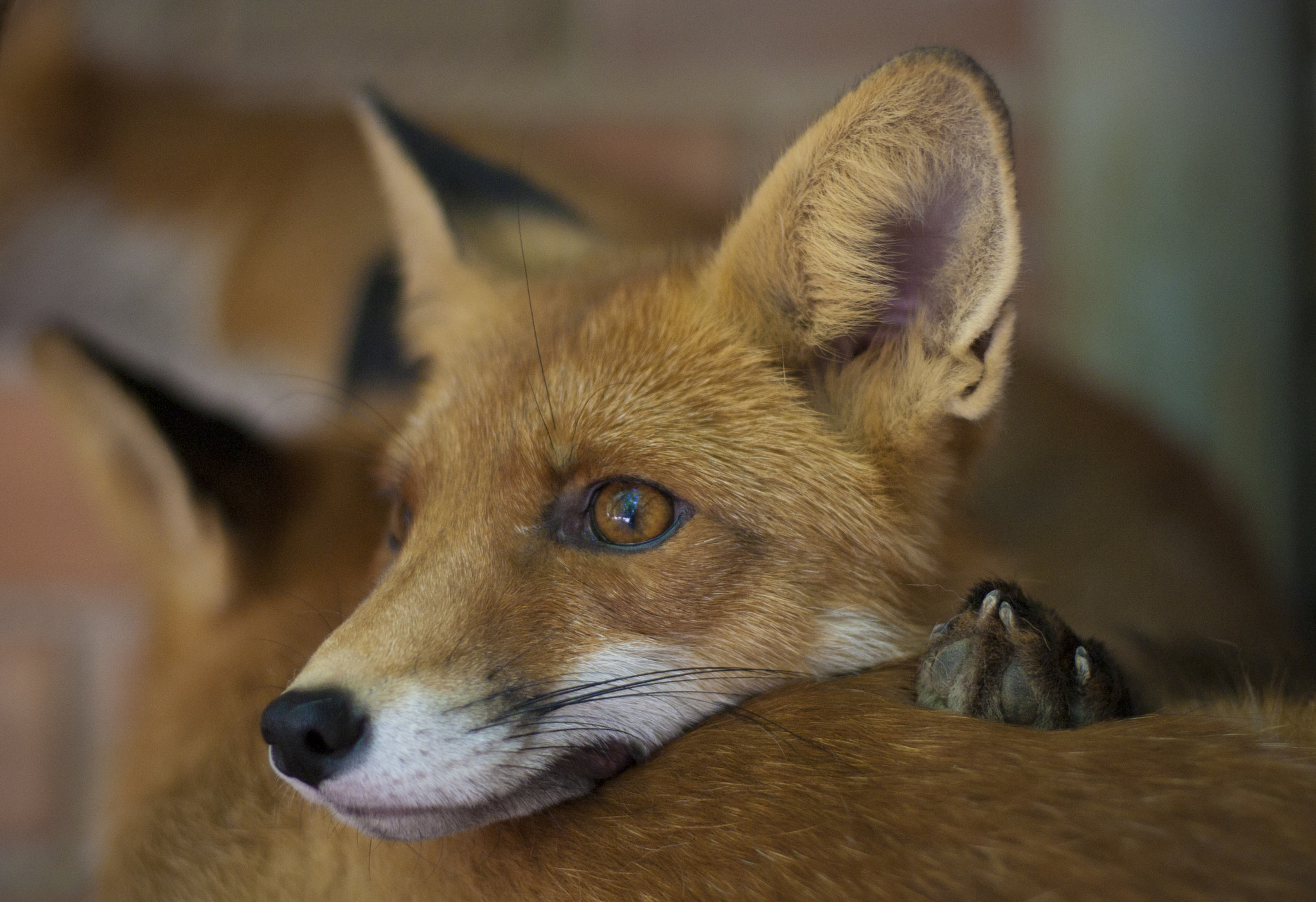 sad fox by Timofey Chuprakov - Photo 7350851 / 500px