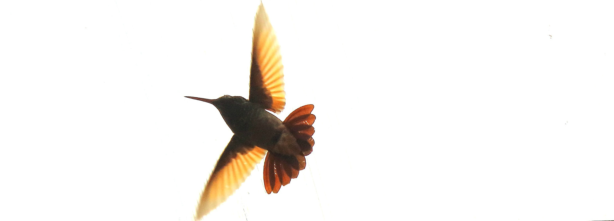 Hummingbird. This photograph was lucky.