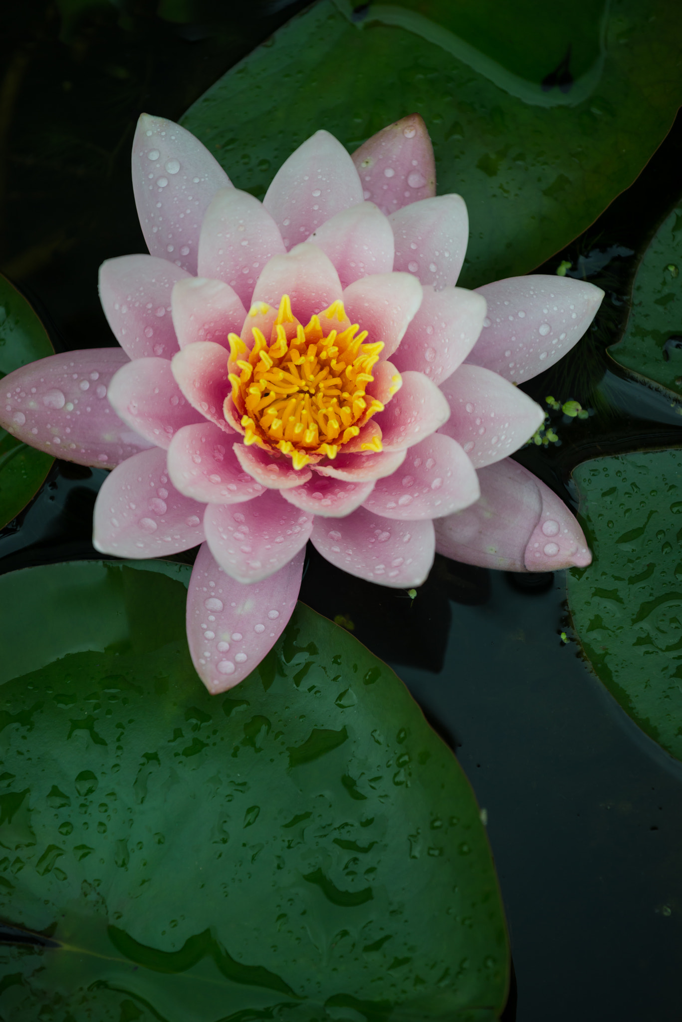 Nikon AF-S Nikkor 70-200mm F4G ED VR sample photo. Water lily photography