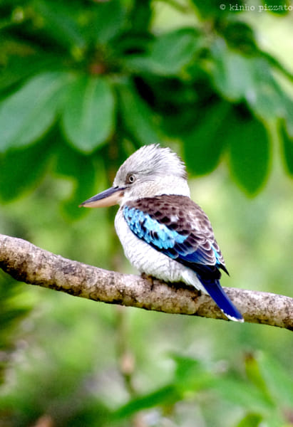 Blue-Winged Kookaburra