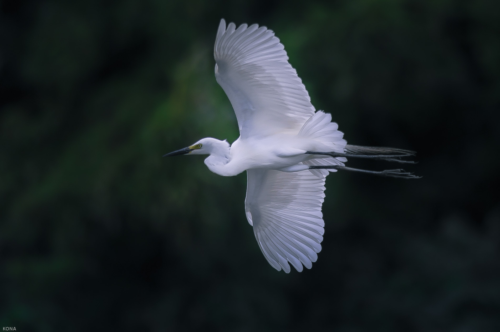 Nikon AF-S Nikkor 400mm F2.8G ED VR II sample photo. Sagi photography