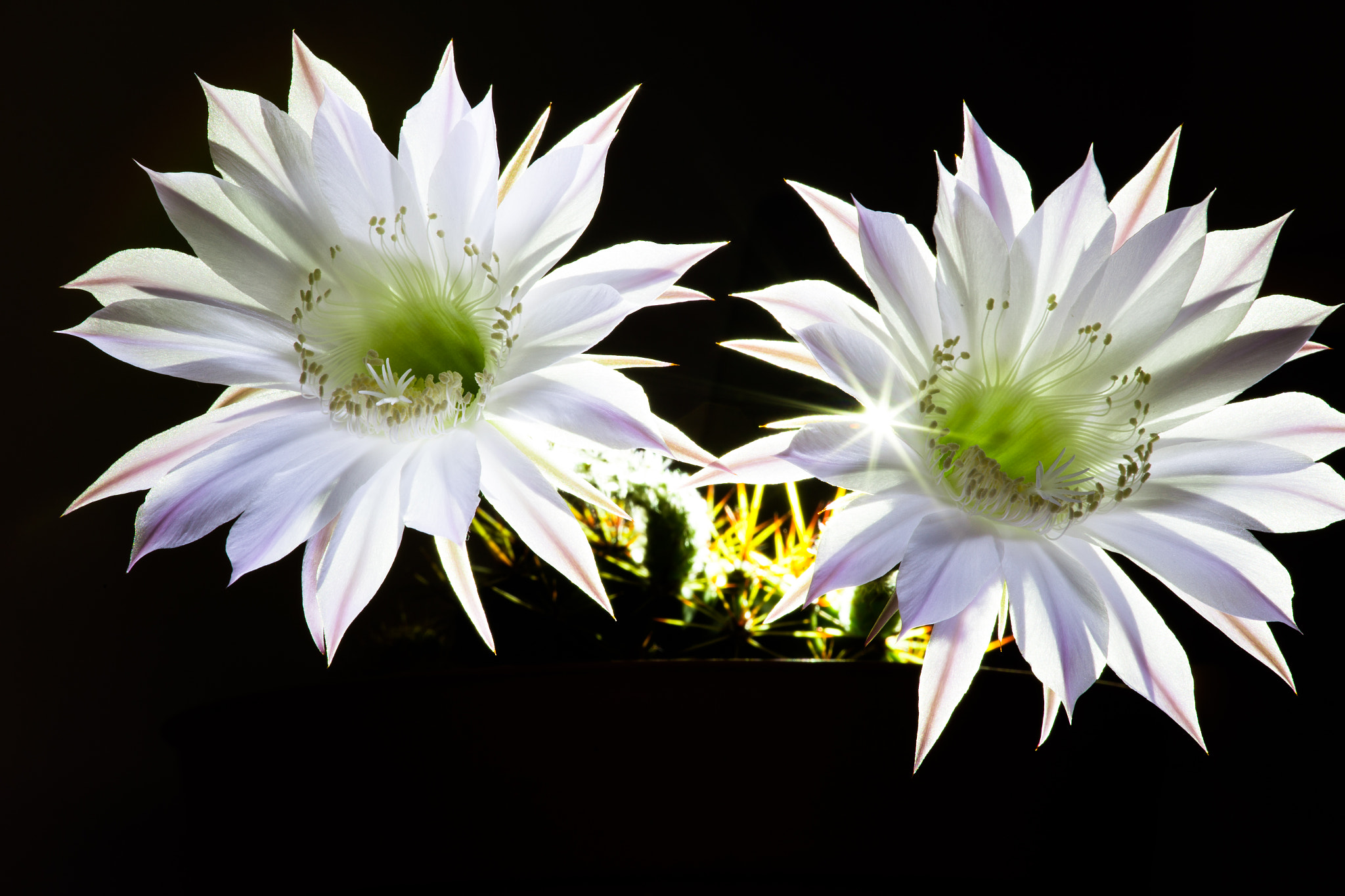 The Cactus Flowers