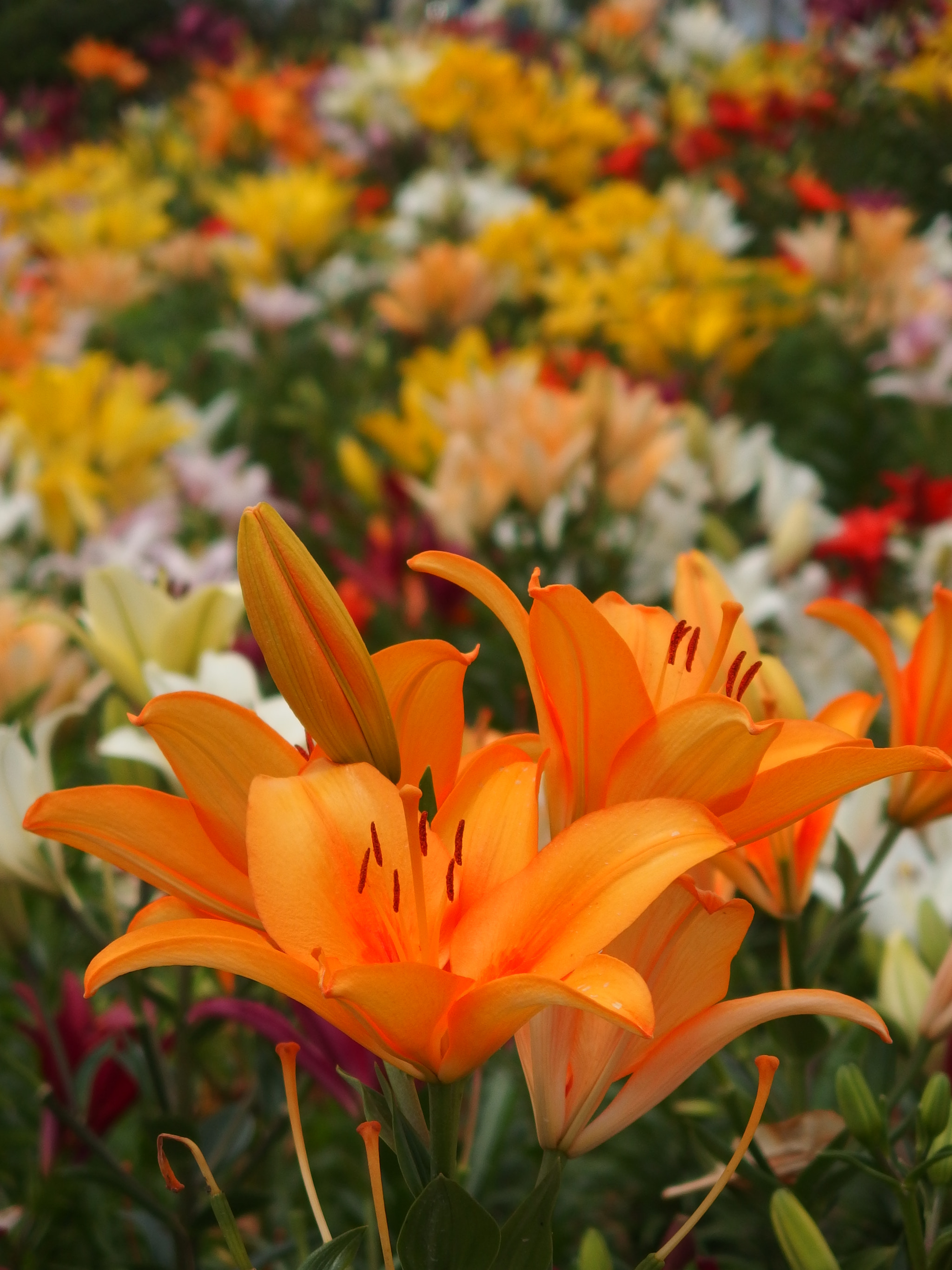 secret flower garden