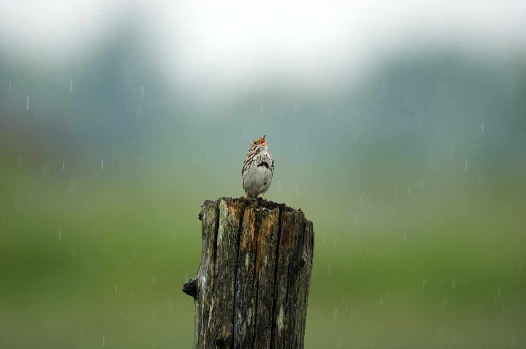 Savannah Sparrow by Matej Novak on 500px.com