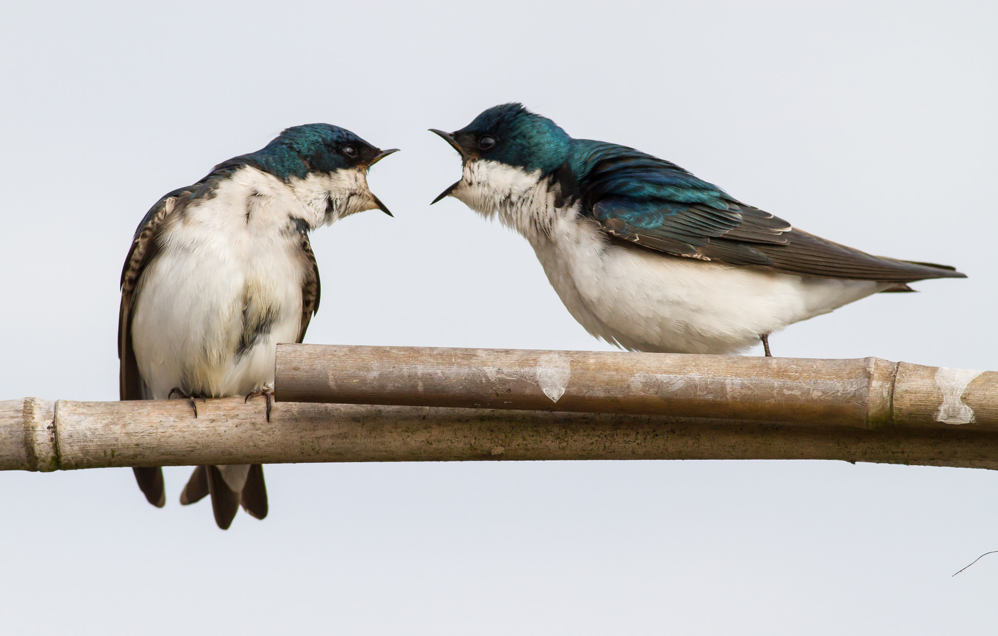 Bickering Tree Swallows