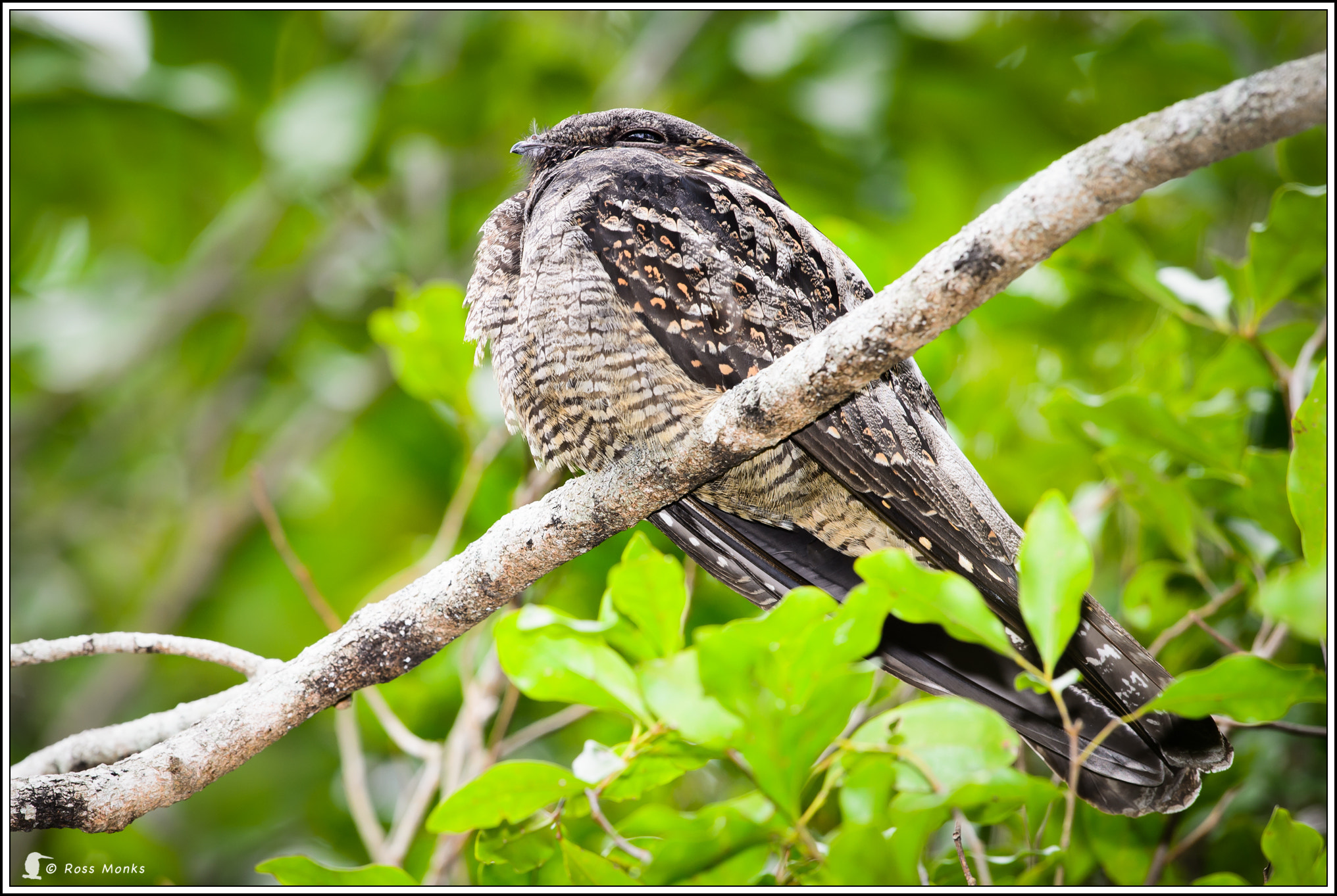 Nikon D4 sample photo. White-throated nightjar photography