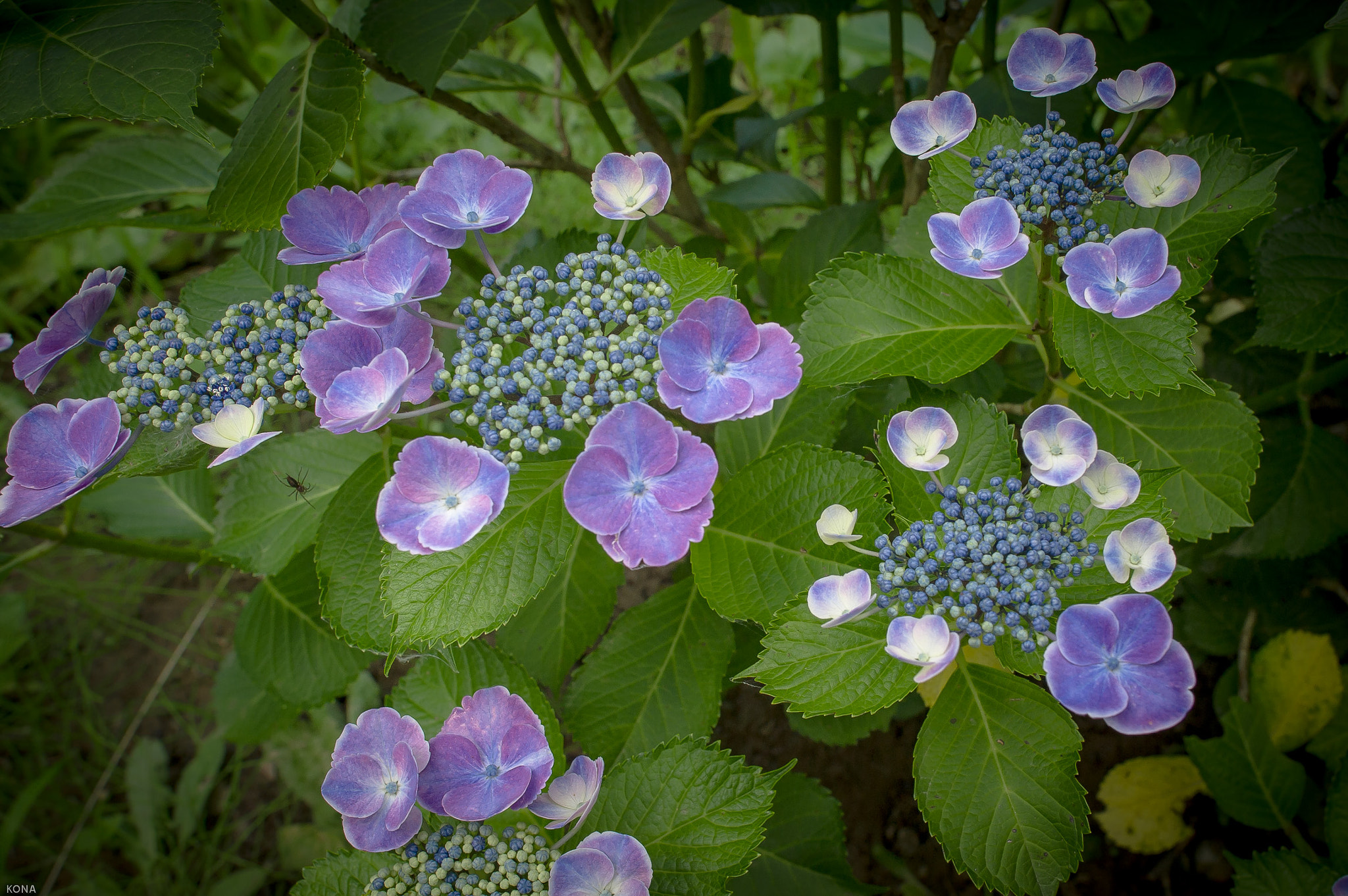 Nikon D3 + Nikon AF-S Nikkor 24mm F1.4G ED sample photo. 紫陽花 photography