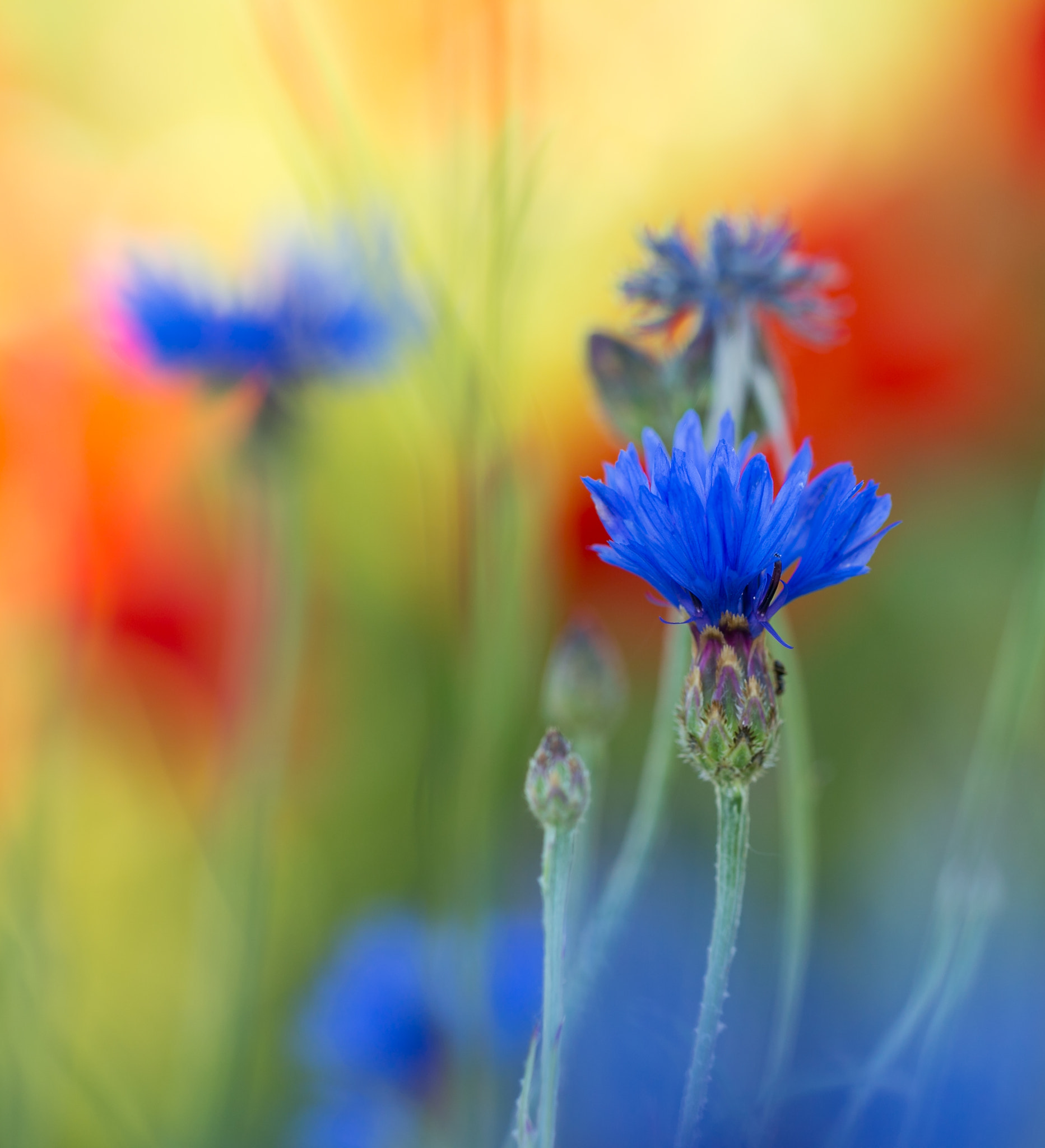 The colors of the summer by Irén Udvarházi on 500px.com