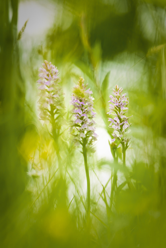 Hiding orchids by Jose Gieskes on 500px.com