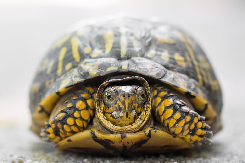 Box Turtle by Gaurav Singh on 500px.com