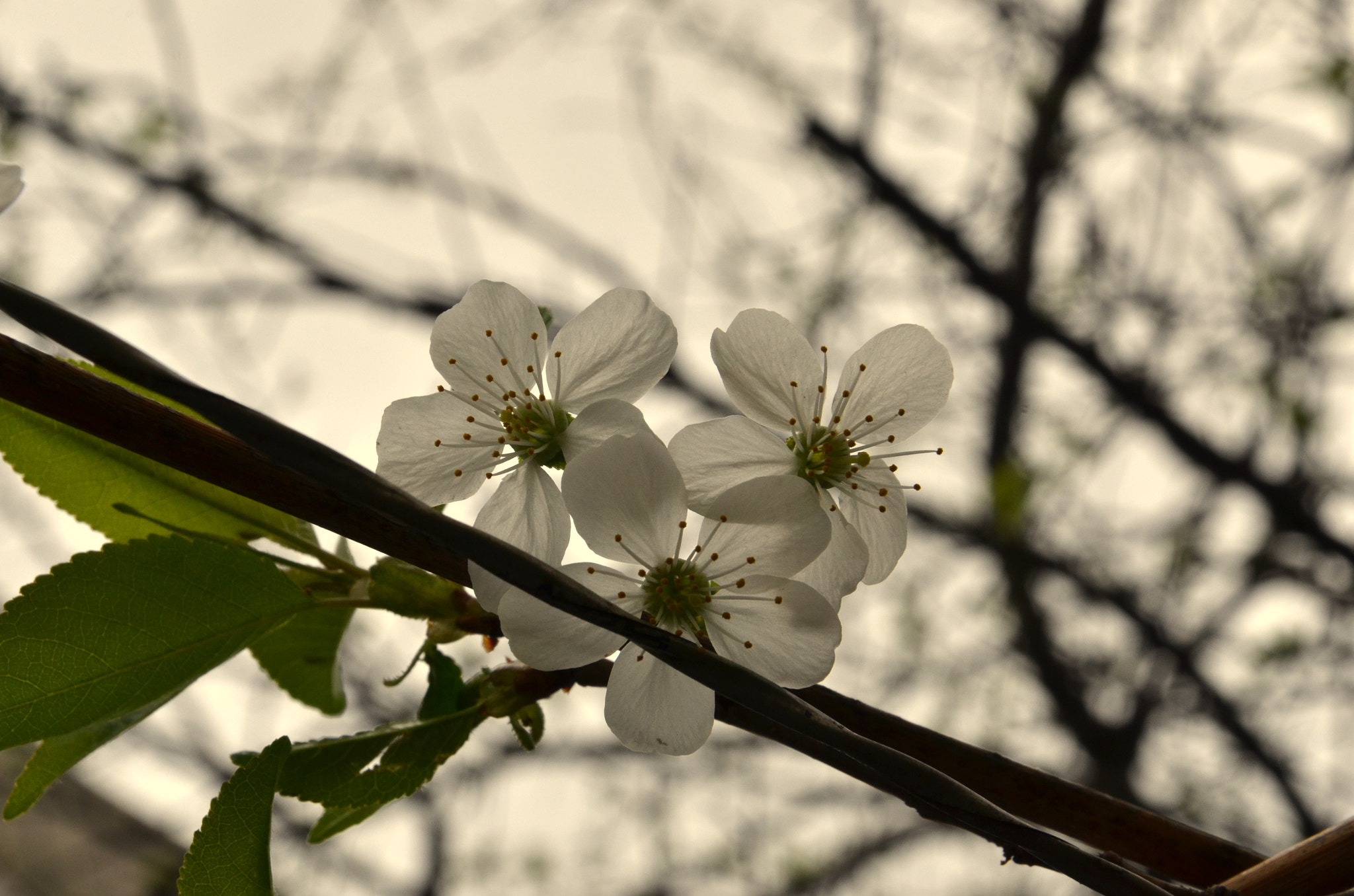 Sad Flowers by Dan Dobrescu Photo 7380304 / 500px