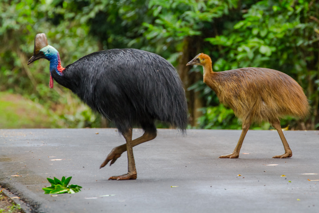 Male Southern Cassowary and chicks by Javier Top 10 biggest birds in the world - Southern Cassowary