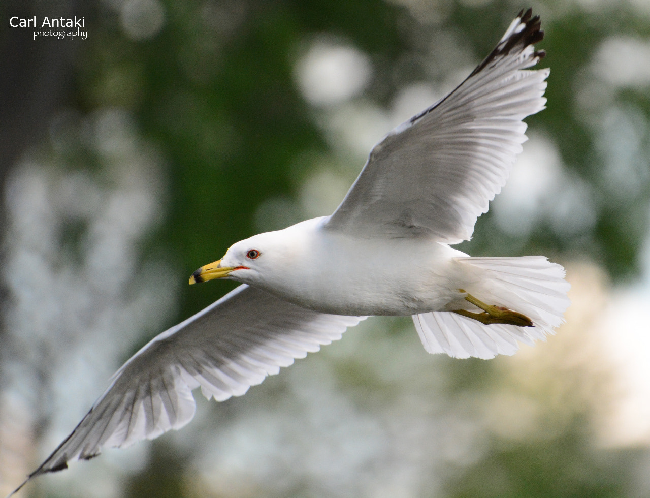 Seagull flying