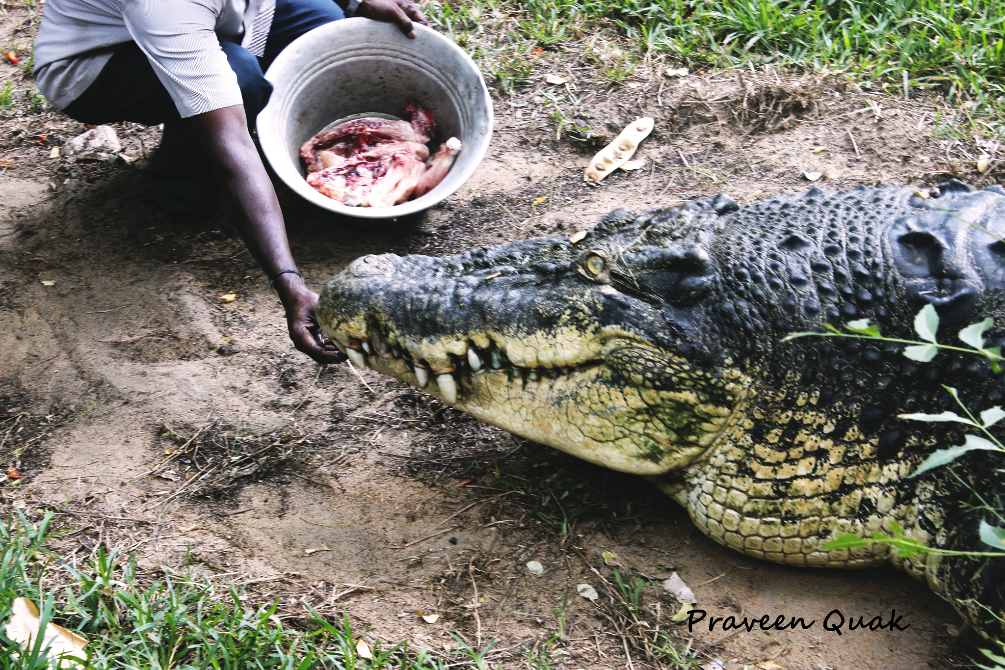 CROCODILE FEEDING