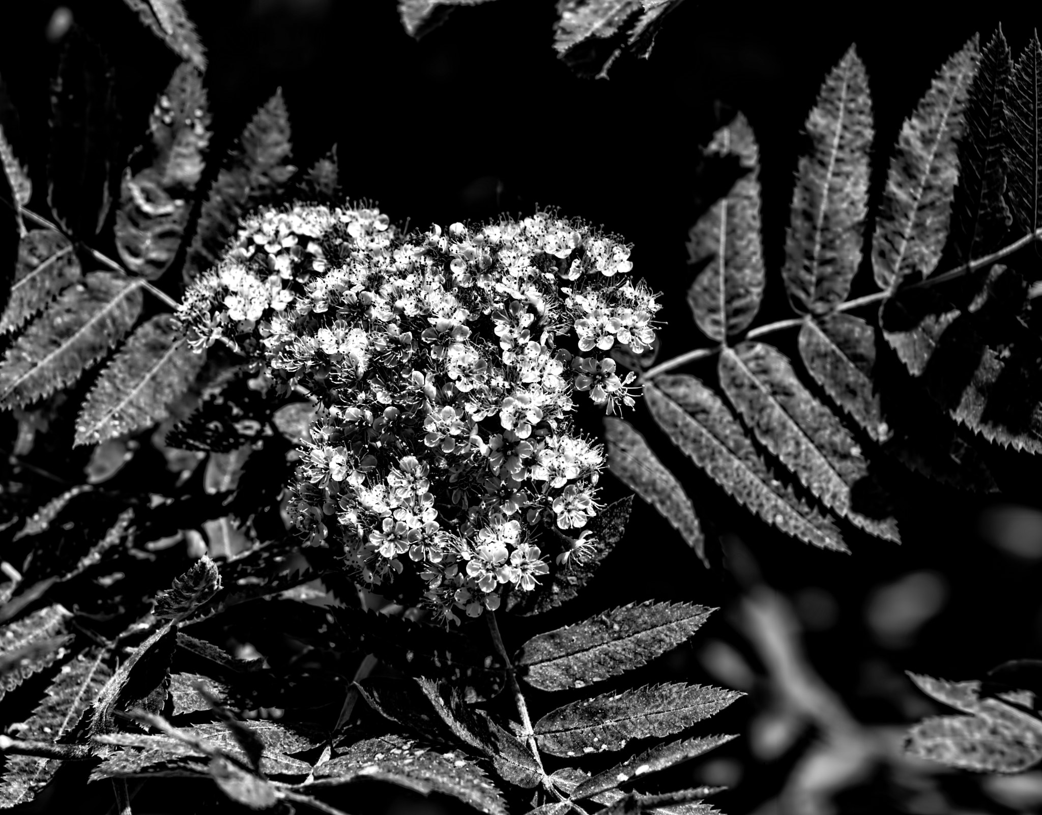 rowan BW
