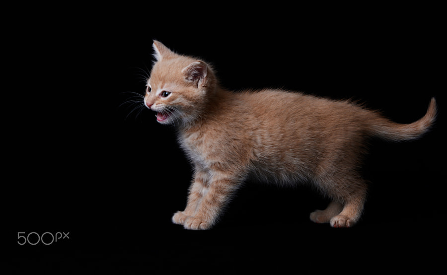 Chaton Roux Photos 500px