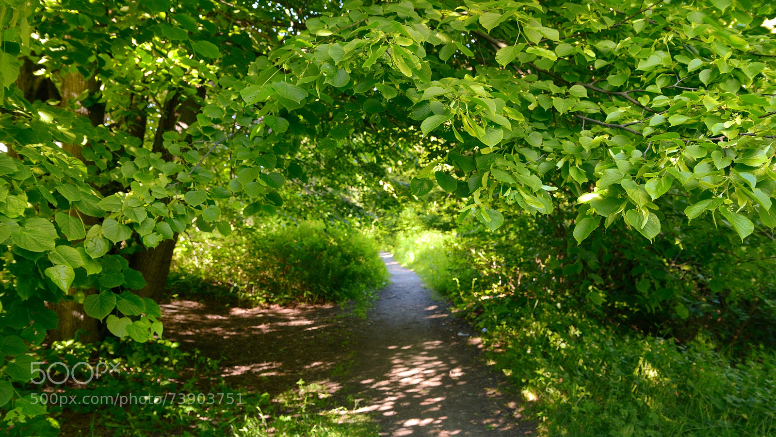 Nikon D7100 sample photo. Green track photography