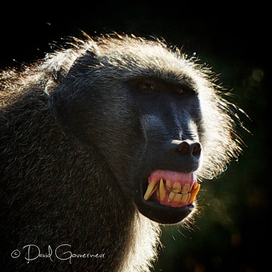 Vicious looking Chacma Baboon