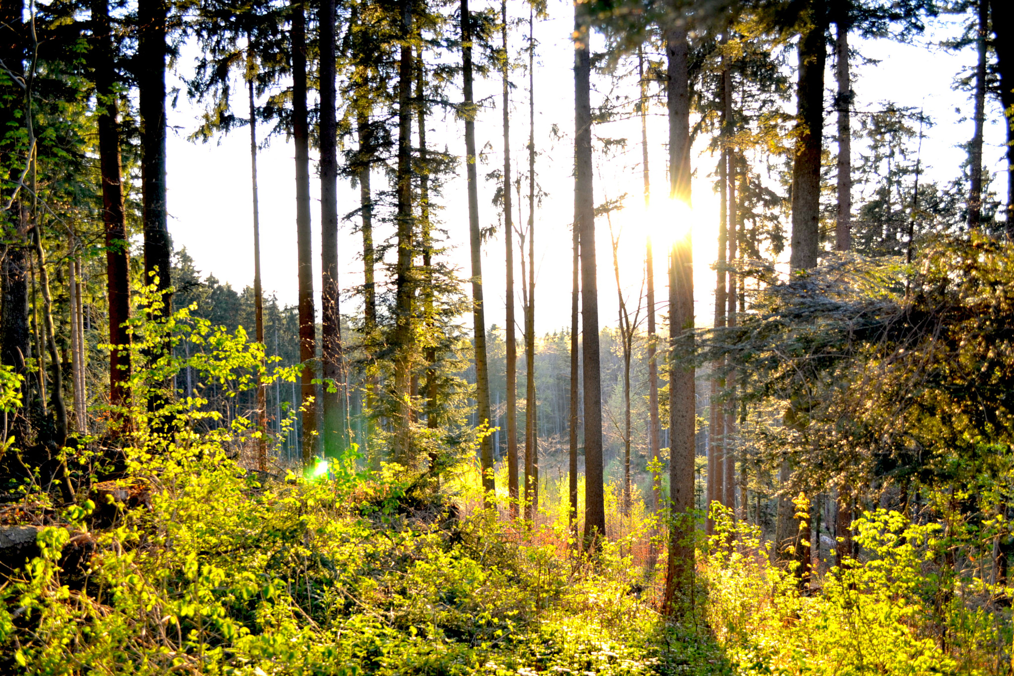 A silent morning in the forest.