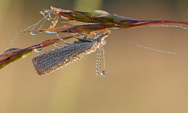 pearls of dew by Sven Damerow on 500px.com