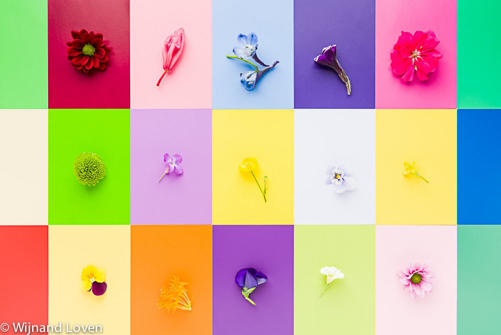 Colorful flower collection - not an ordinary bunch by Wijnand Loven on 500px.com