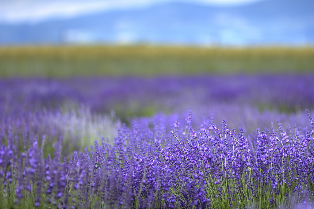 Lavender field by Boris Mitendorfer on 500px.com