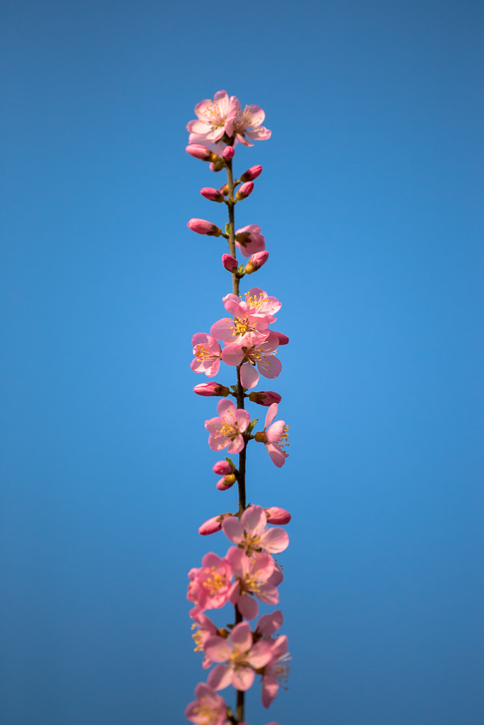 Blooming peach by Haines Zhang on 500px.com