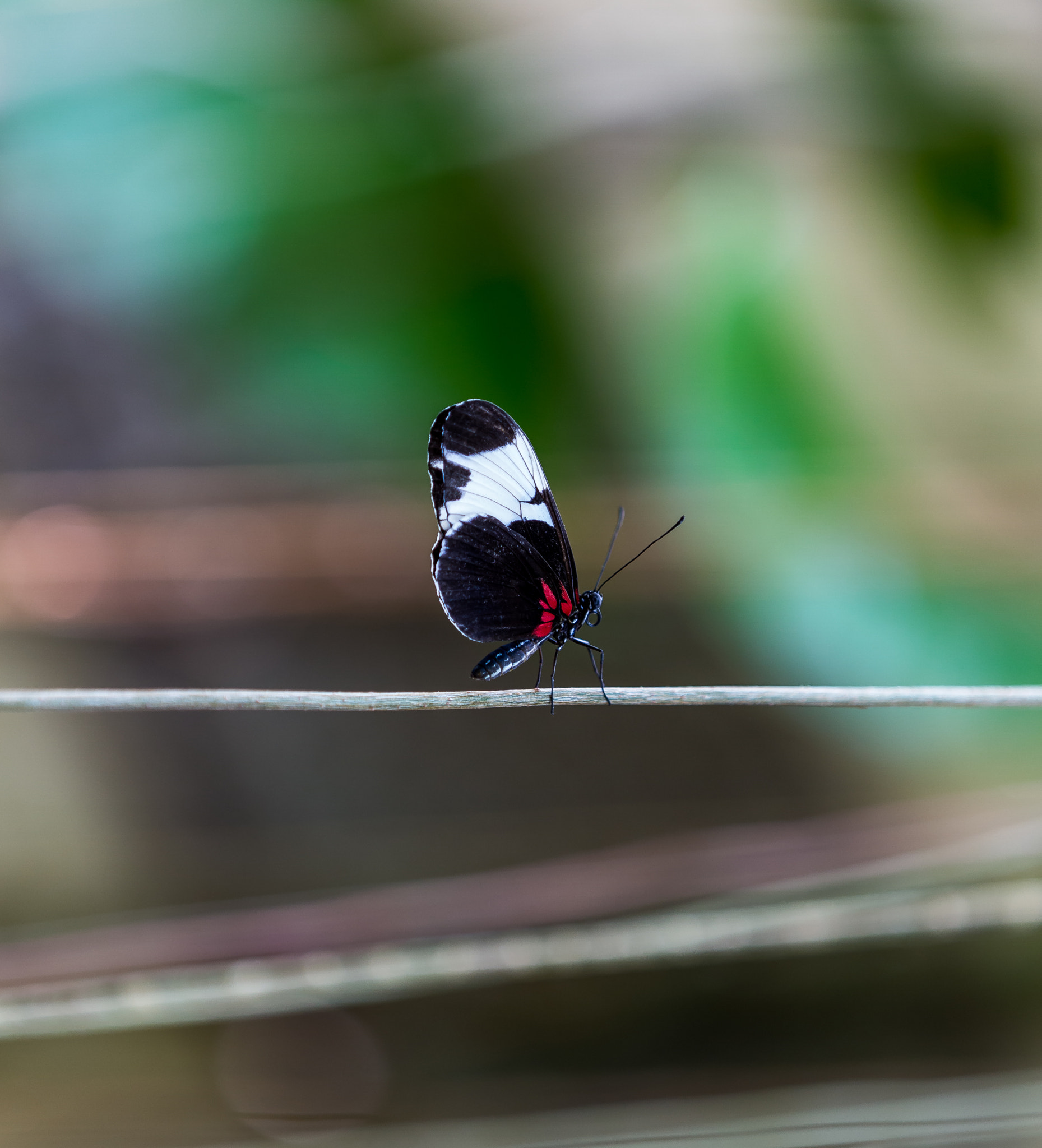 Butterfly Balancing