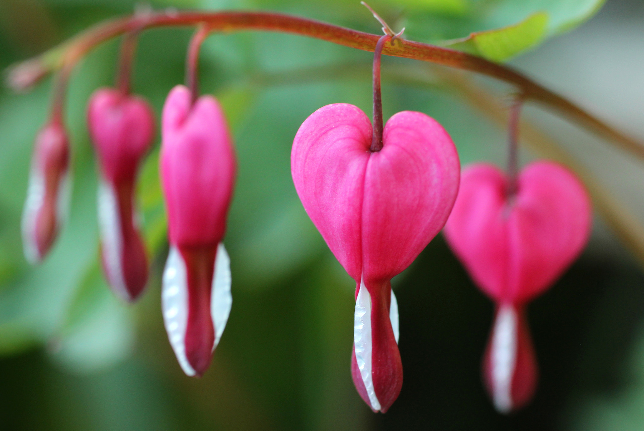 Canon EF 50mm F2.5 Macro sample photo. Heart line photography