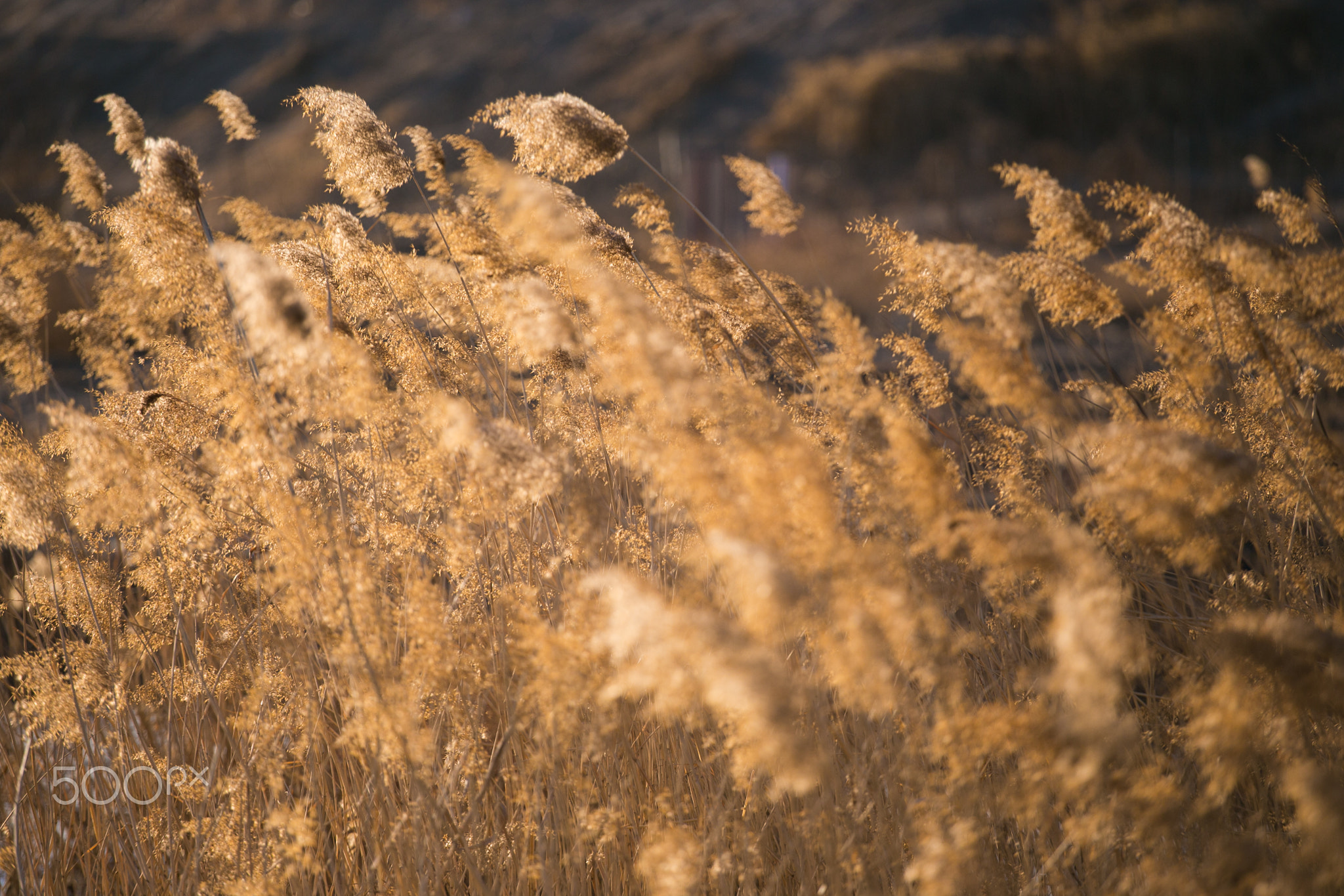 Reed sunset