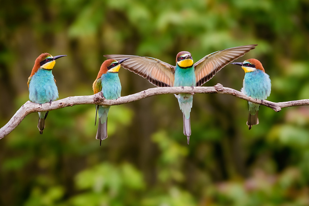 The Boss by Péter Heged?s on 500px.com