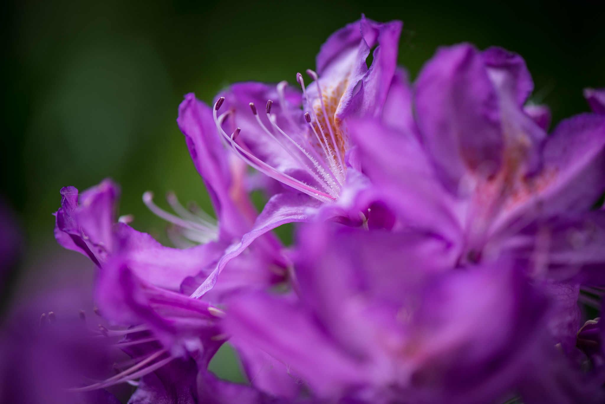 Rhododendron