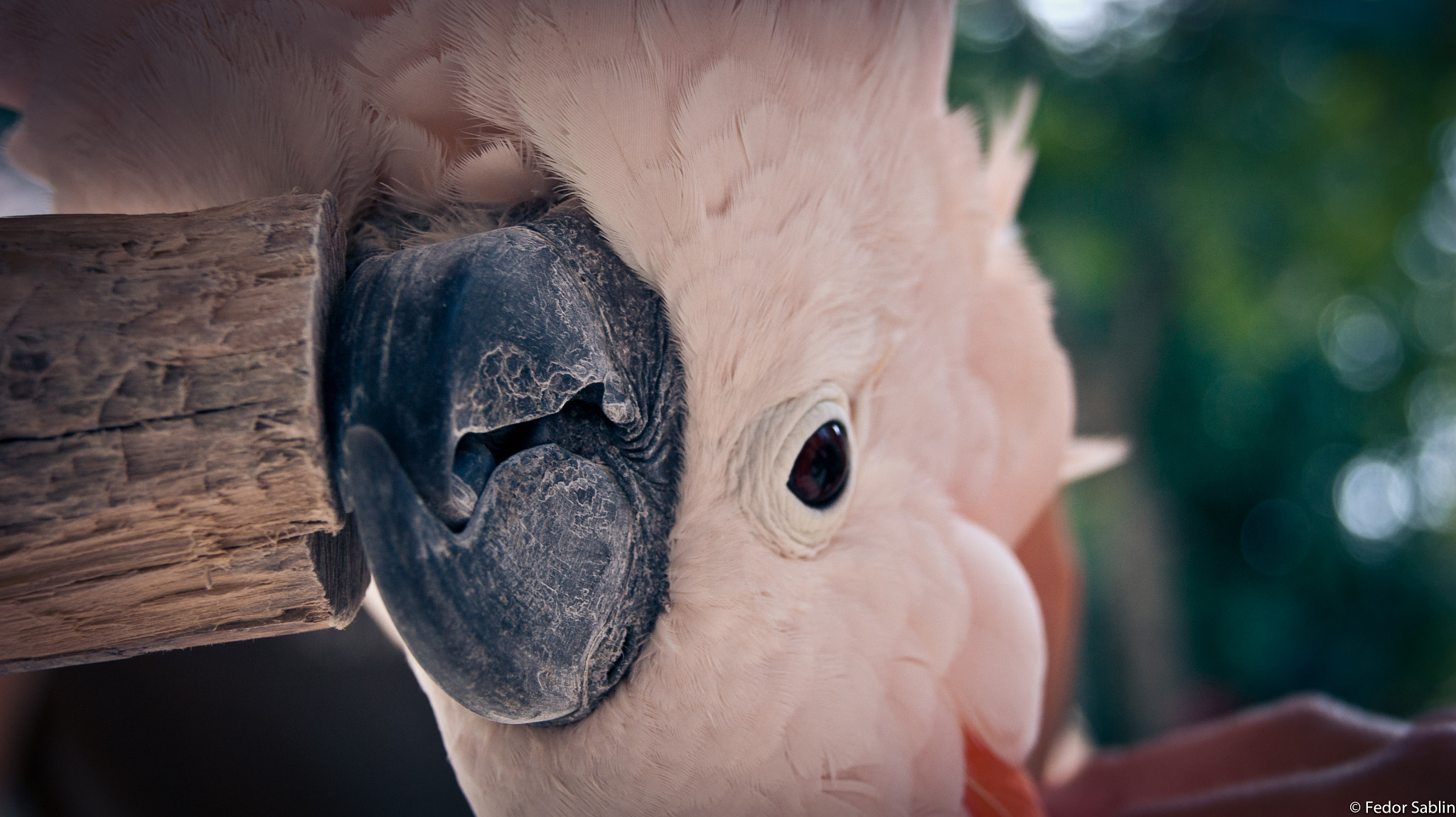 Pink cockatoo