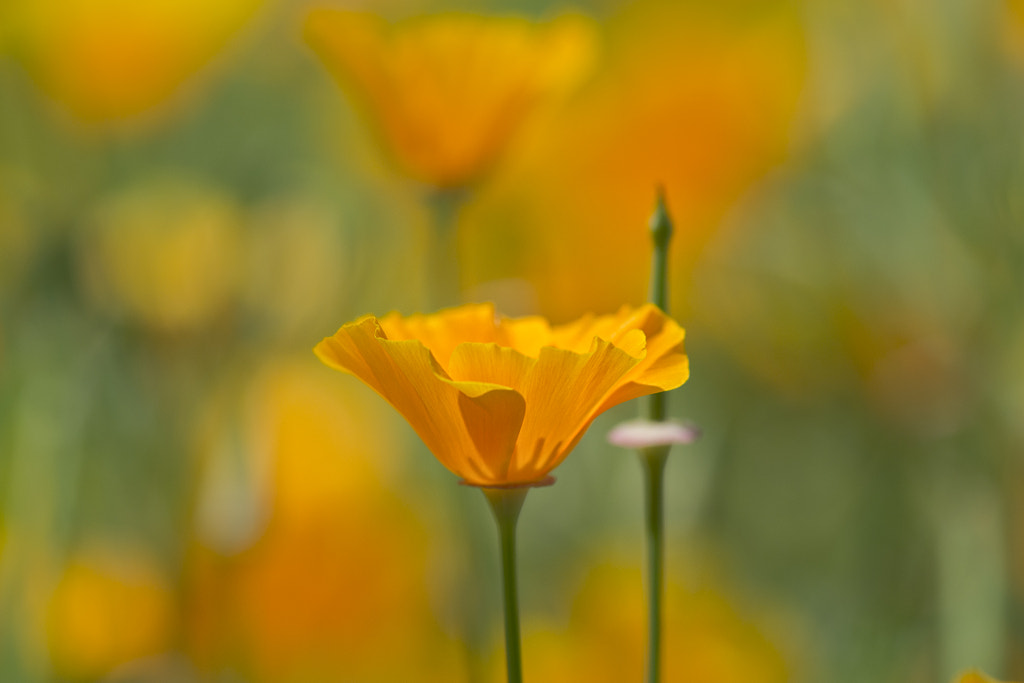 Orange Blossom by Frank Andree on 500px.com
