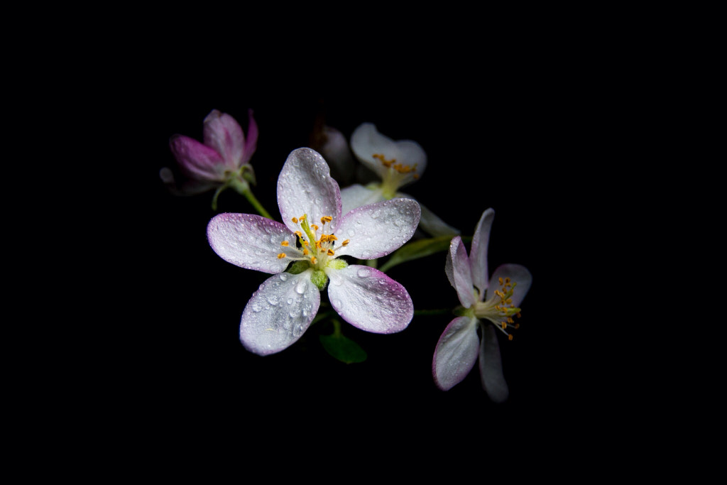 Night Silence II by Rui Barreira on 500px.com