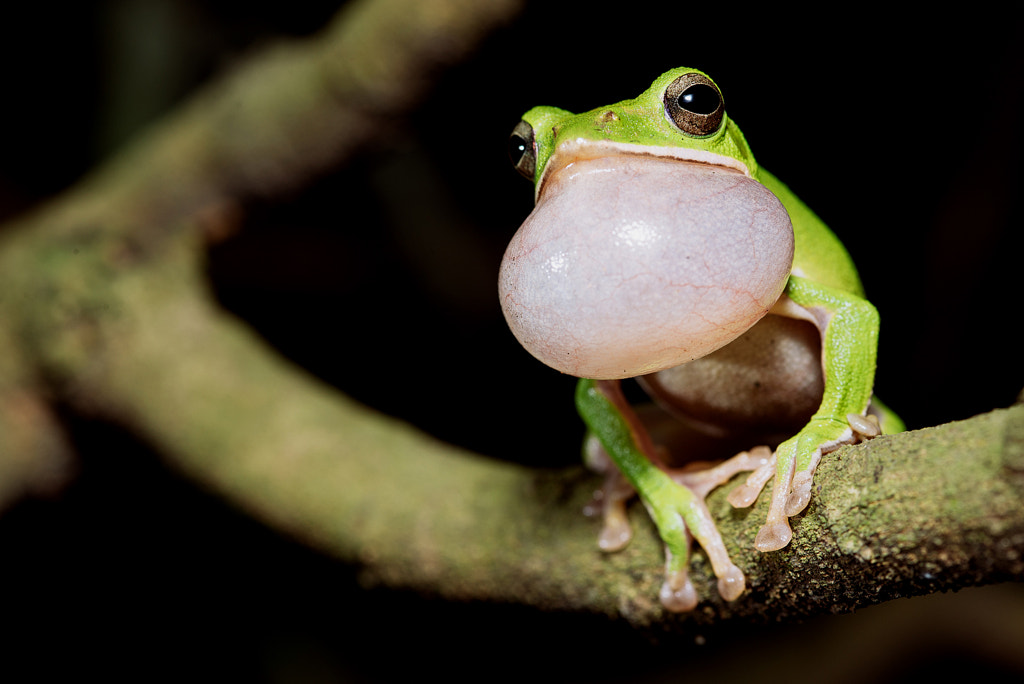 Farmland tree frog by Ho Chun Lin on 500px.com