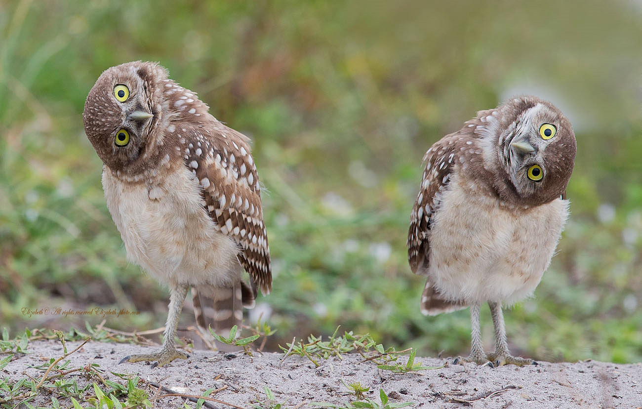 hansa burrowing owl