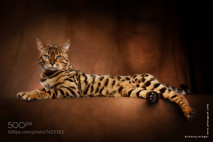 Bengal Cat by Johnny Krüger
