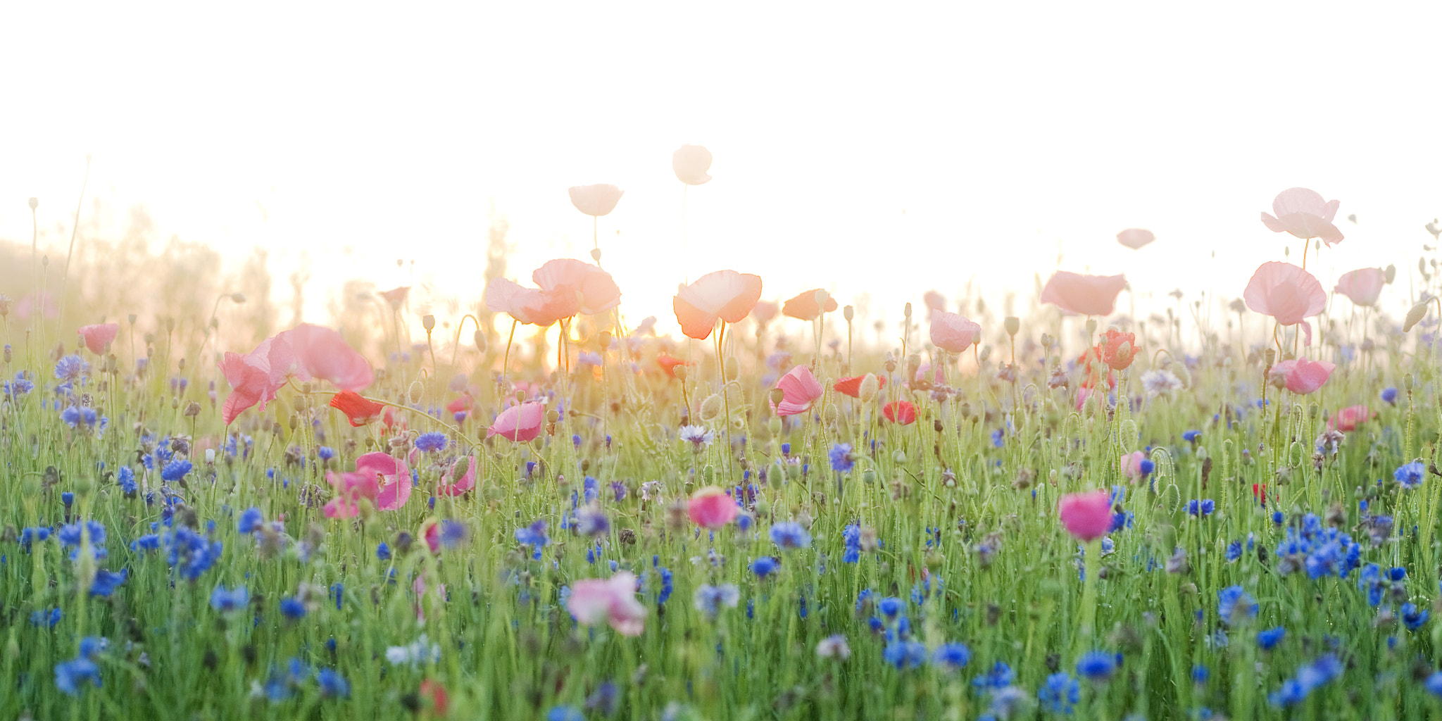 Meadow Sunrise