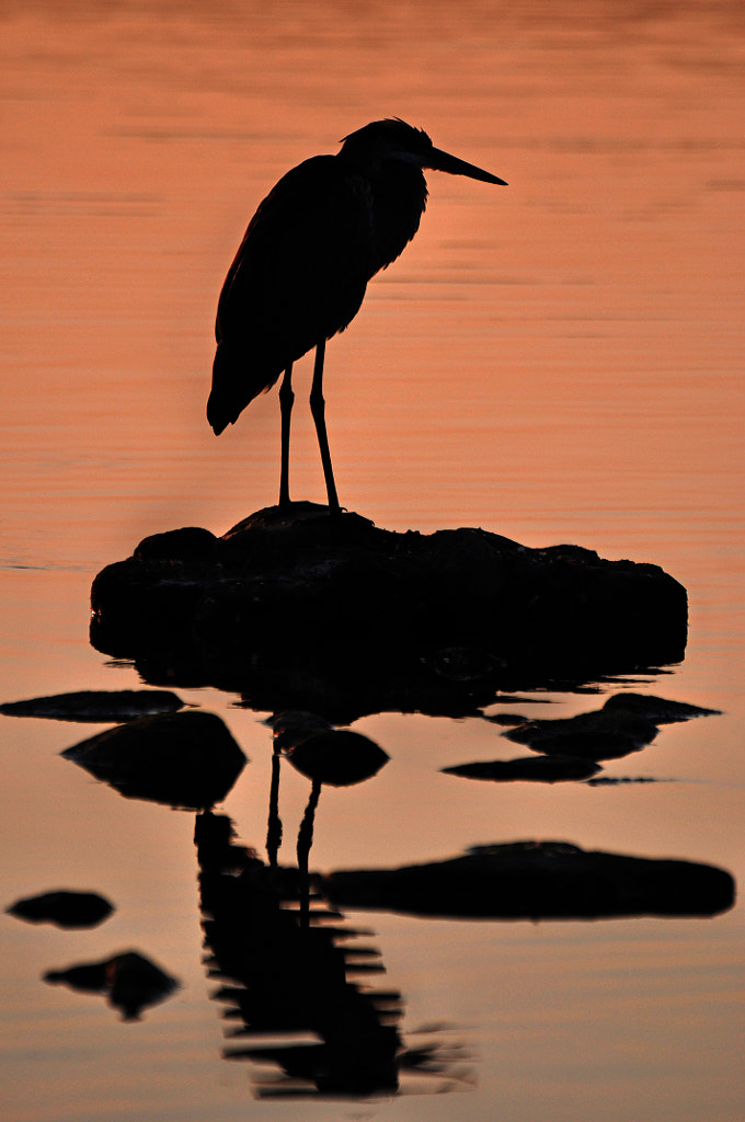 Heron at sunrise by Frank King on 500px.com