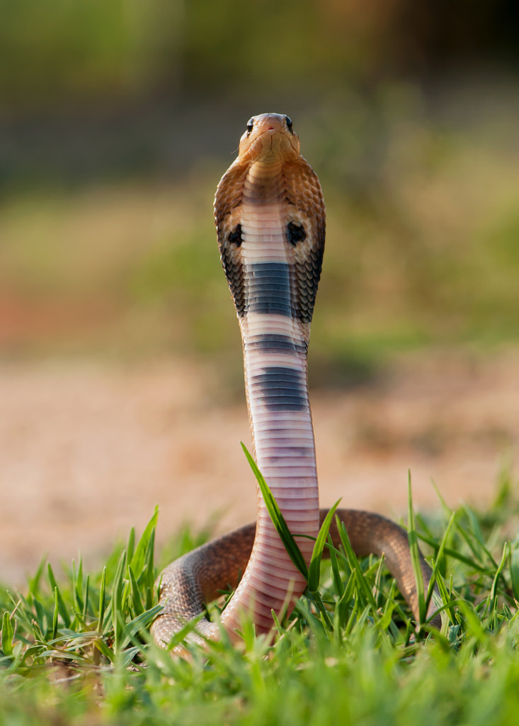 Standing High - Indian cobra (Naja naja) by Sheshadri Ramanna / 500px