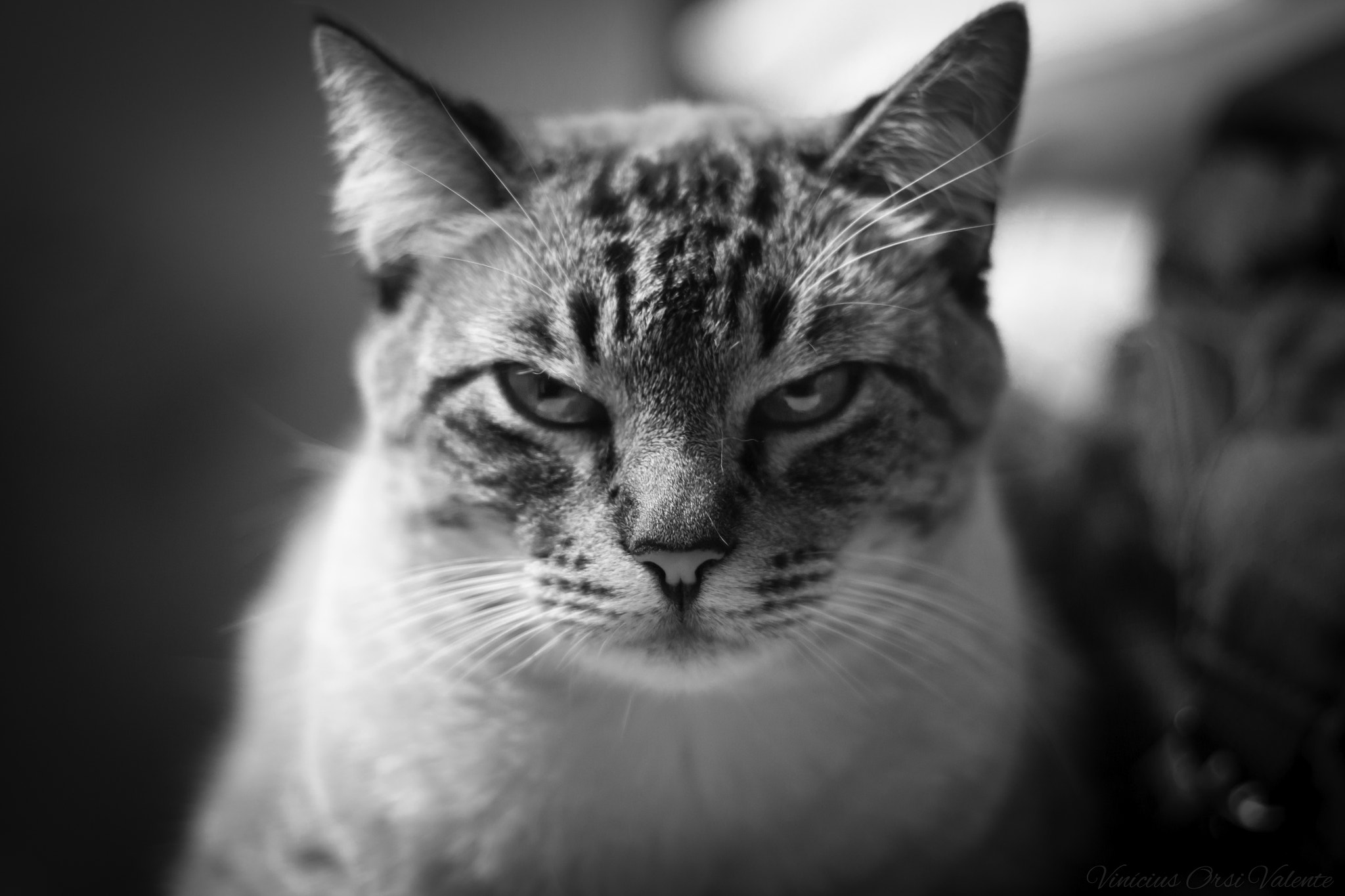 v2?sig=39ac348b4b170385715d3add3aa6fef28a1e73f2cde7c1093e3451e26cac7624