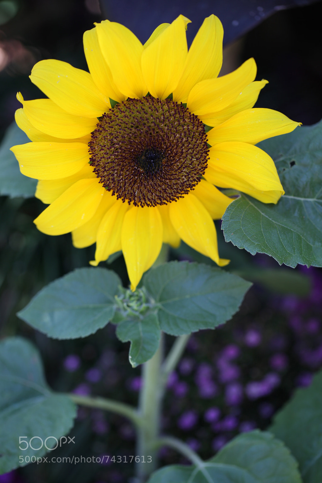 Canon EOS 5D Mark II sample photo. Sunflower photography