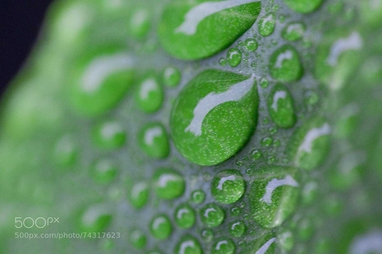 Canon EOS-1D Mark IV sample photo. Water drops on leaf photography