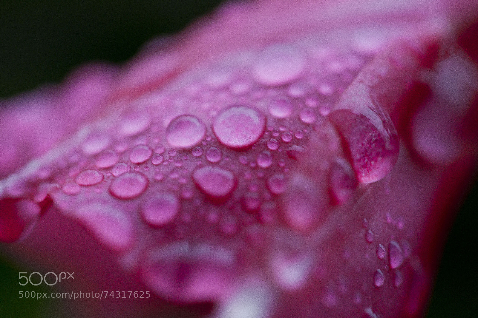 Canon EOS-1D Mark IV sample photo. Pink water drops photography