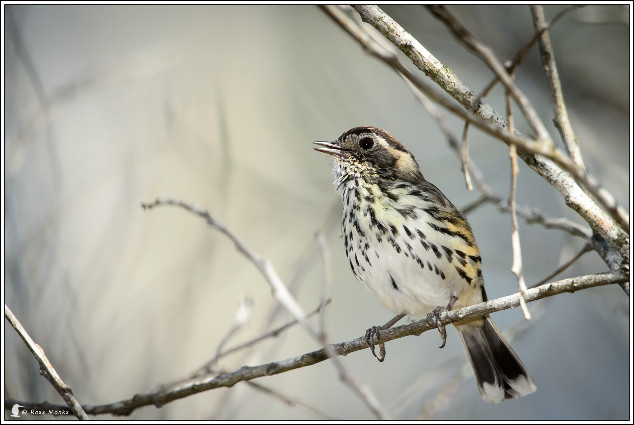 Nikon D4 sample photo. Speckled warbler photography