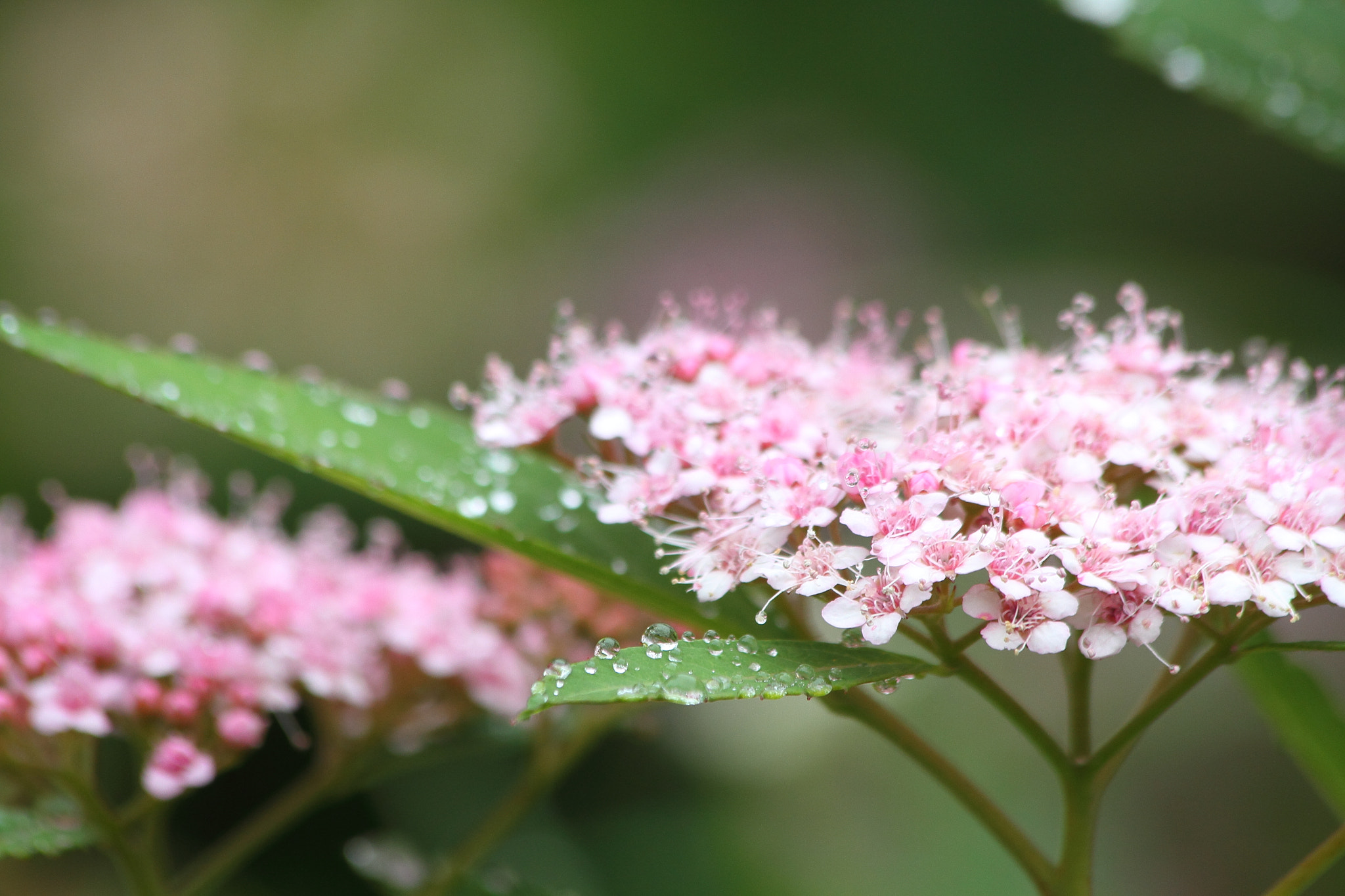 Moistened flower